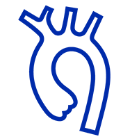 Vaskular aorta