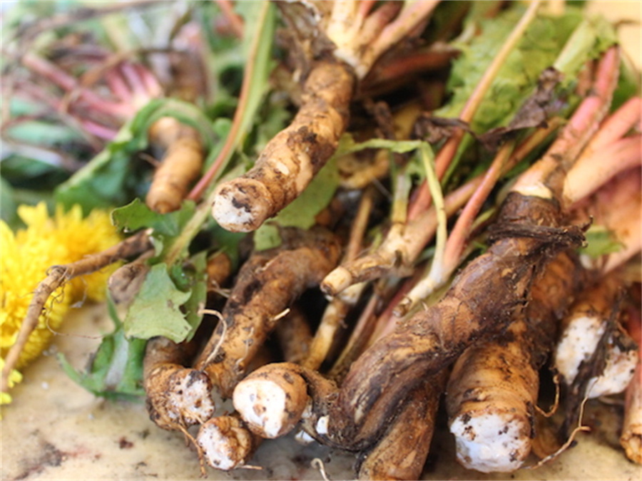 Organic Dandelion bunkun / root lulú