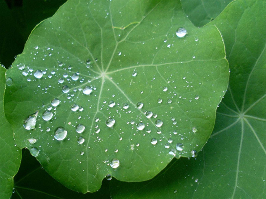 Organesch gréng Lotus Leaf Pudder