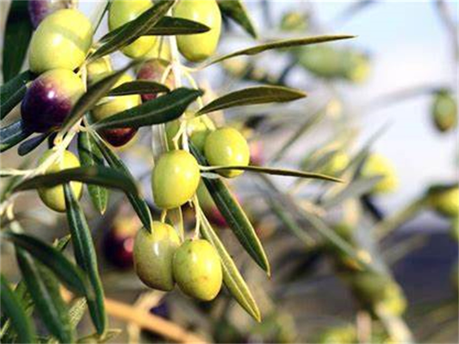 Organický prášok z listov zelených olív