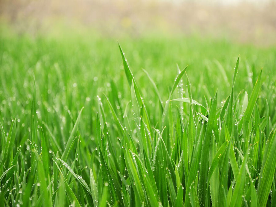 Superaliment en pols d'herba de blat ecològica