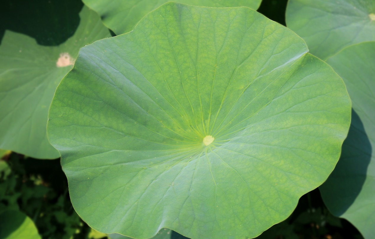 Uru Lotus Leaf Powder na Ndị Kwesịrị Ekwesị