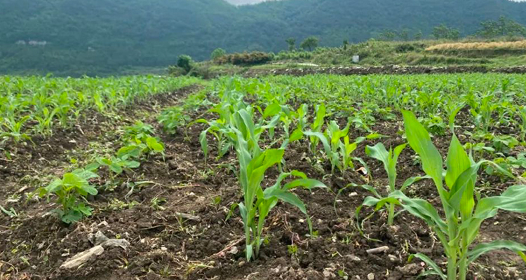 Tekniske retningslinjer for brug af herbicider ved plantning af sojabønne- og majsbåndsblandinger i 2023(2)