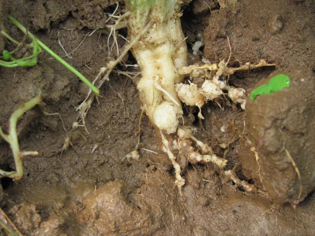 根を浸すだけ、根虫、カビ病、白粉病などを除菌する新型の高効率除菌器です。