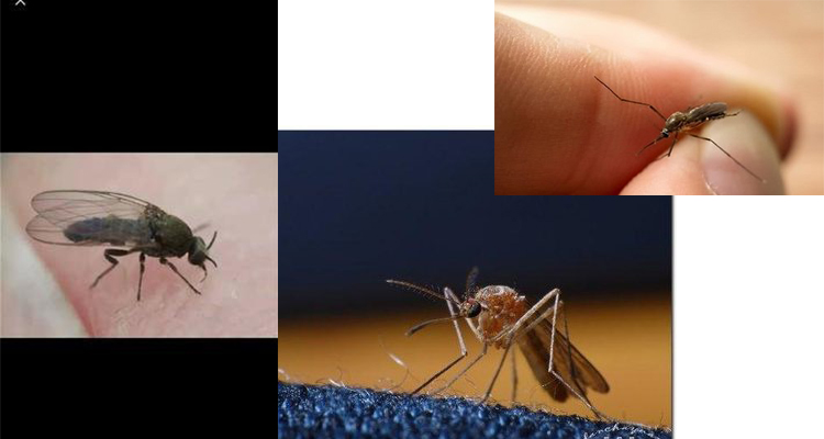 Суперинсектицид, убивающий мух и комаров