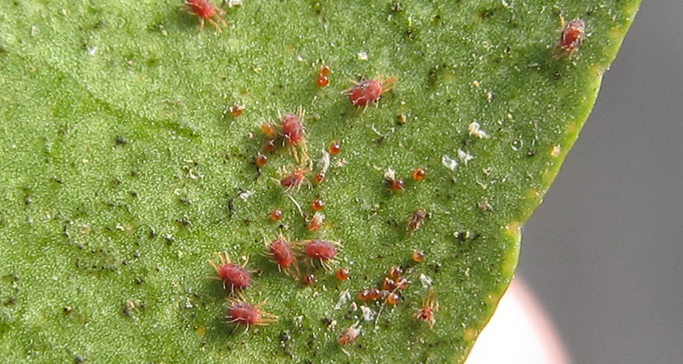 Effective control of crop harmful mites-Propargite