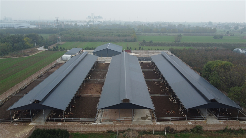 Capannone per mucche con struttura in acciaio utilizzato nell'industria agricola