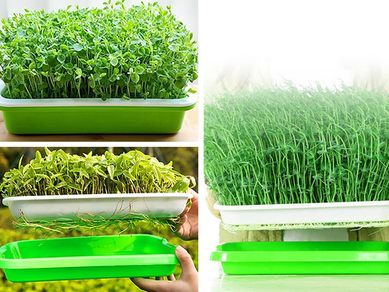 The 11 Best Seed Starting Trays of 2024
