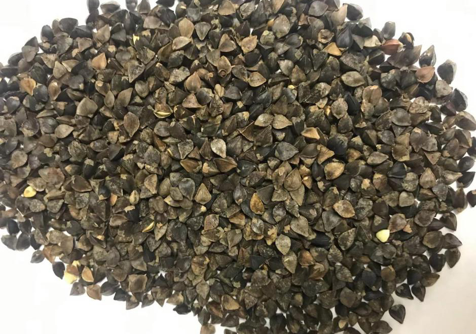 Buckwheat Kernel a favorite staple of fitness people Featured Image
