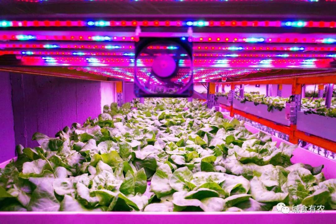 How to Use LED Lights in Facility Agriculture?