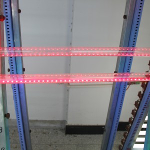 T8 8000K High Lumen Purple Led Light Tube