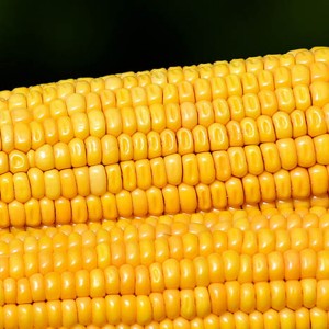 Пептид кукурудзи