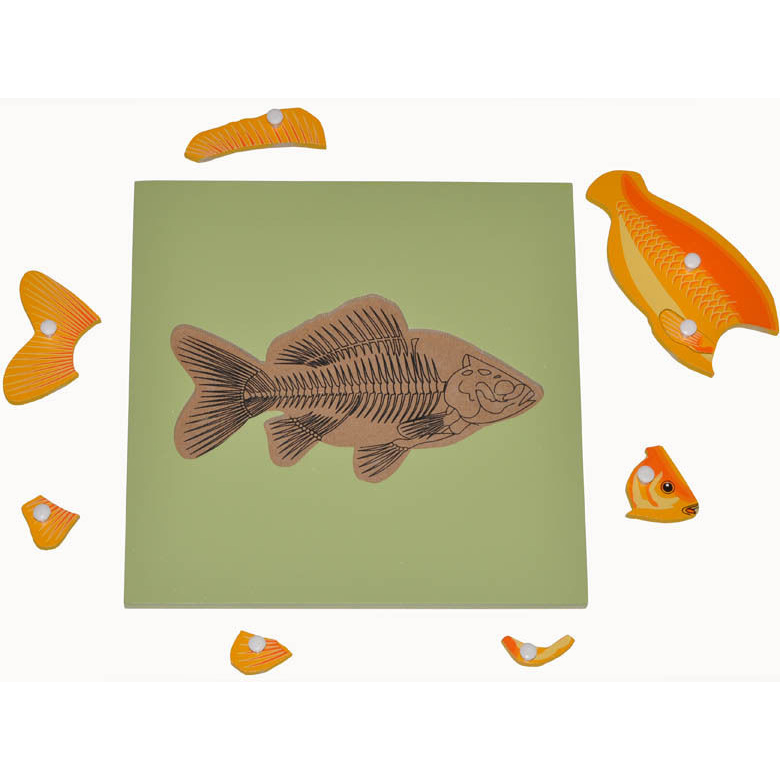 Montessori Zoology Material – NEW Plywood Fish Puzzle Featured Image