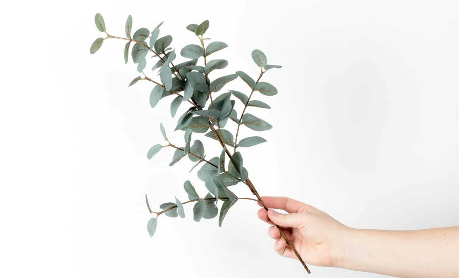 Eucalyptus Organic - L'Eucalyptus hè veramente sustenibile?