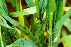 Prevention and Controlling of Pests in Wheat Field