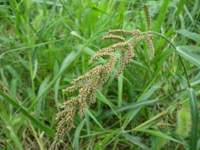 Ausgezeichnetes Herbizid in Reisfeldern – Tripyrasulfon