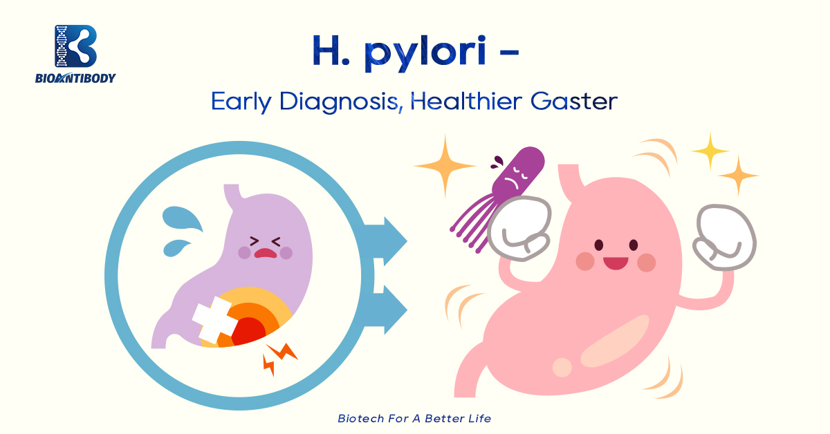 A Good H. Pylori Ass A Dout H. Pylori