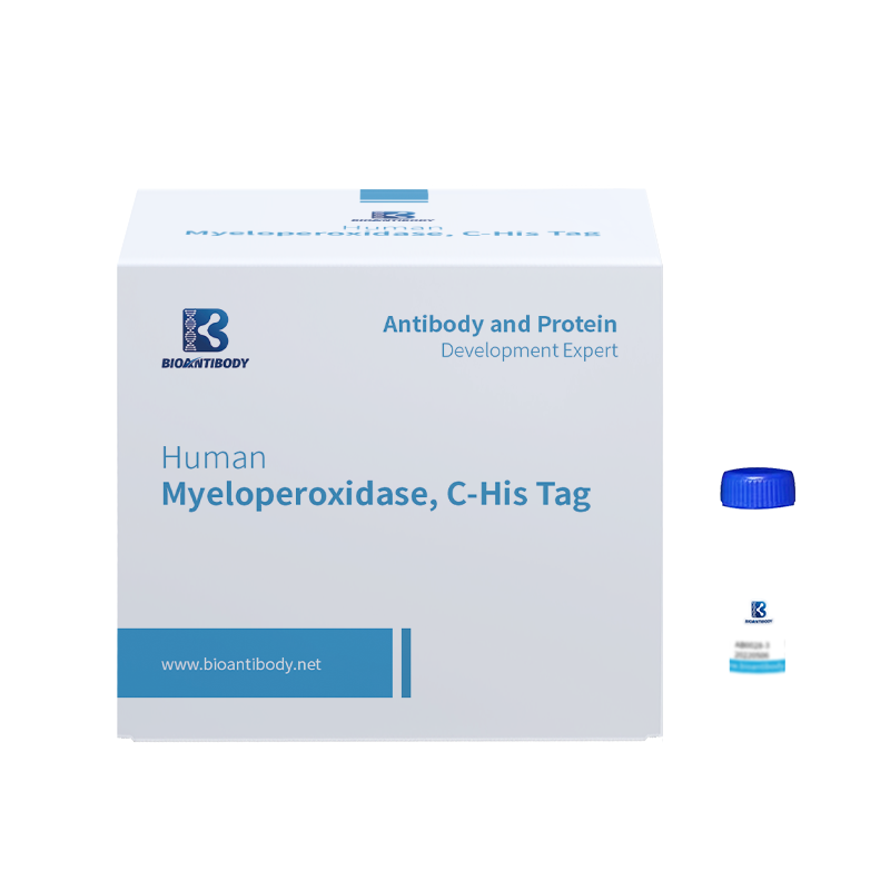 Myeloperoxidase tal-Bniedem rikombinanti, Tag C-His