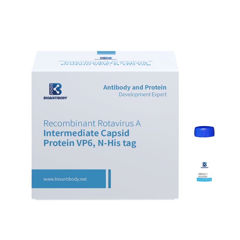 Errotabirus birkonbinatzailea A bitarteko kapside proteina VP6, N-His etiketa