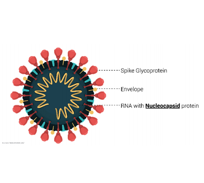 Testsealabs COVID-19 Antigen Rapid Test pò copre in modu efficace a ceppa variante di coronavirus Omicron (B.1.1529)