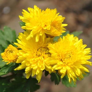 अर्गानिक क्रिसेन्थेमम फूल चिया