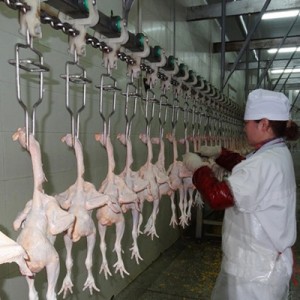 Line Slaughtering Poultry