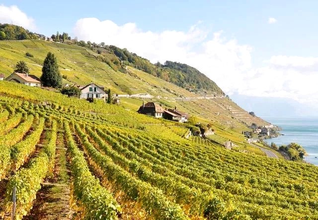 Top 10 Coldest Wine Regions in the World (Part 1)