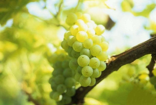 Why does Riesling smell like gasoline? (part 1)