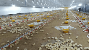 Poultry Farm—-Steel Structure Broiler House