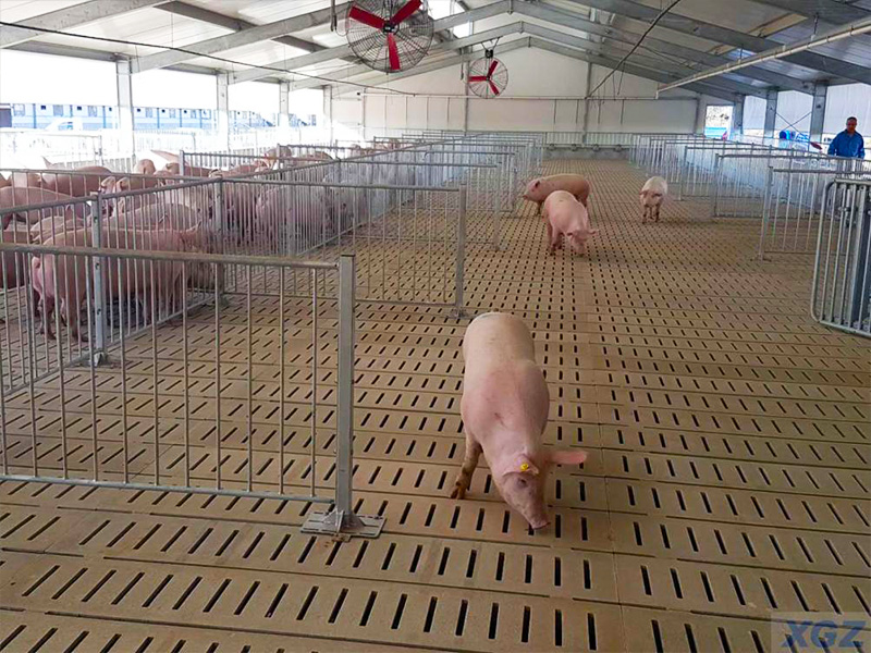 L'agricoltura automatica di porchi in Australia