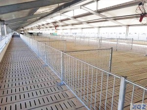Автоматски фарми за свињи во Австралија