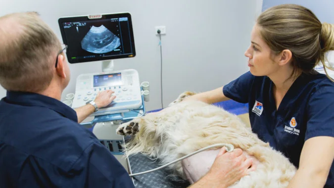 Découvrez une pathologie splénique chez les petits animaux : utilisez un appareil à ultrasons vétérinaire