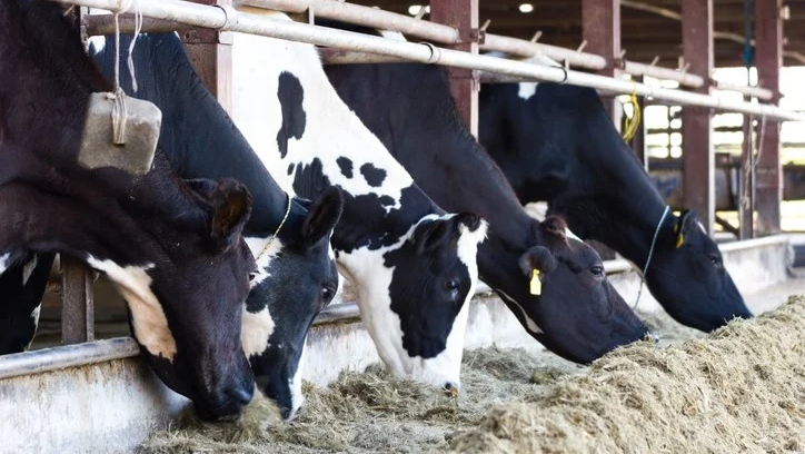 Тест на беременность для крупного рогатого скота — УЗИ для крупного рогатого скота