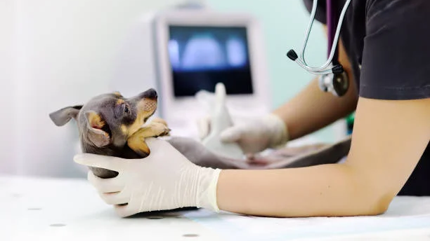 Fa'afefea le tau o le Ultrasound Veterinary—Faumea