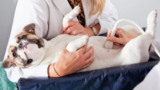 Hond Ultraschall - Canine Ultraschall Maschinn