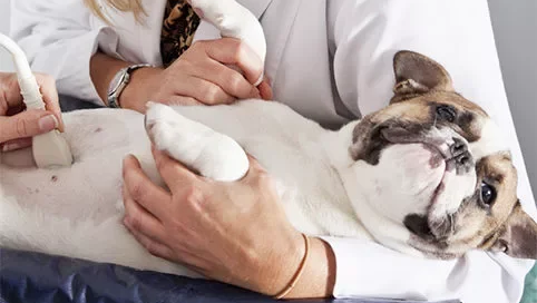 Mesin Ultrasound Canine