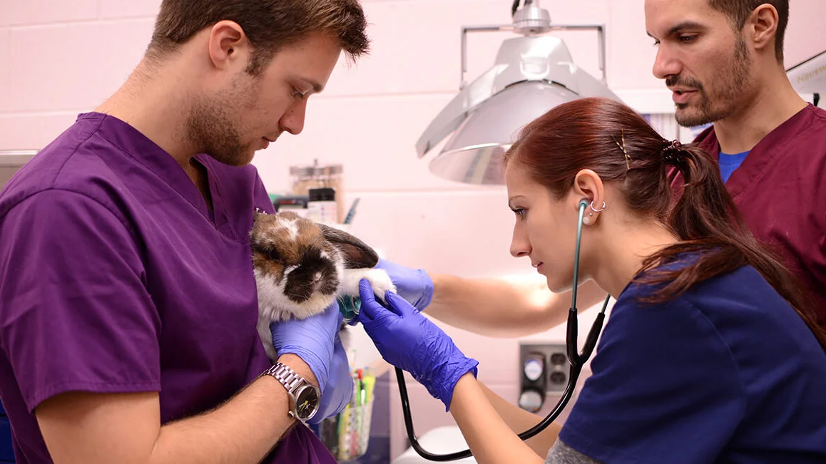 6 priežastys, kodėl veterinarijos gydytojams reikia rankinio ultragarso
