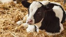 گائے کے حمل کے ٹیسٹ کے لیے بی الٹراساؤنڈ مشین کے استعمال کے فوائد