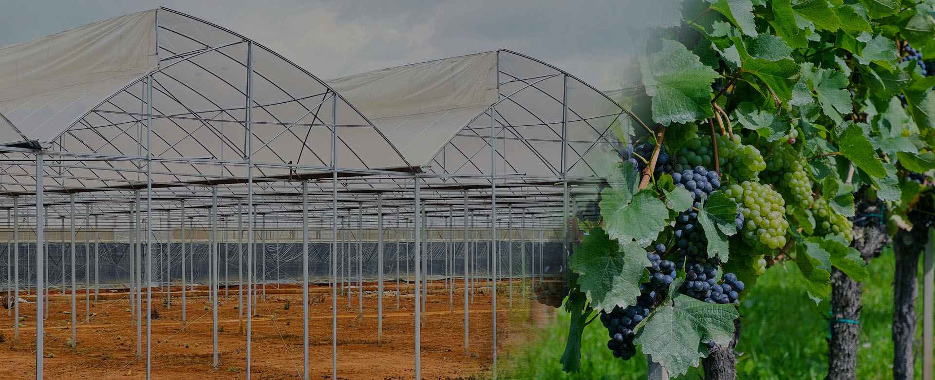 cultiver des tentes agricoles champignons film plastique tunnel à effet de  serre structure à vendre