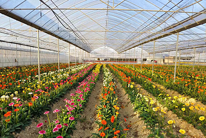 Flower Greenhouse yn Reunion