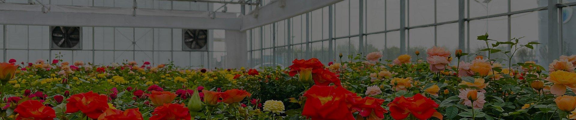Flower-greenhouse-bg