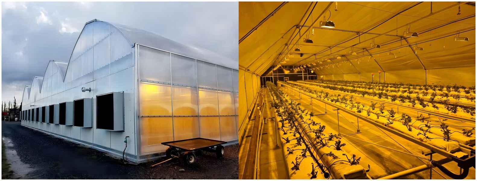 Bagaimana cara menggunakan rumah kaca yang kekurangan cahaya untuk menanam rami industri?