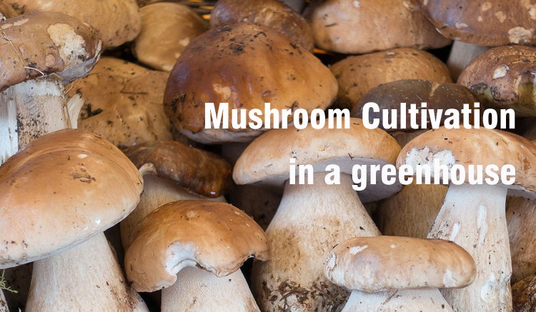 Cultivo de cogumelos em estufa para colheitas bem-sucedidas
