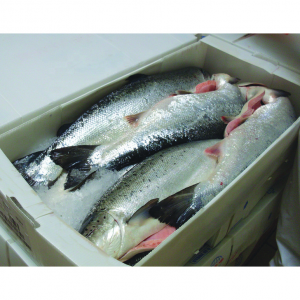 Factory wholesale Brine Iqf Box - fish box – Runping