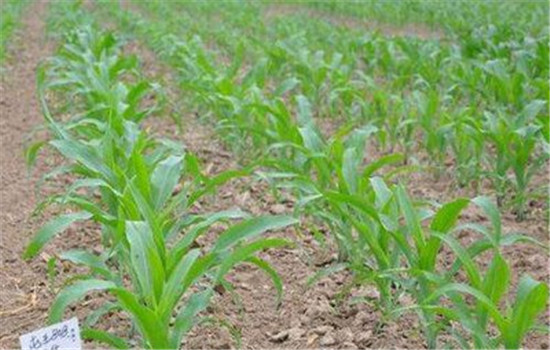 Tembotrione：High-quality herbicide in corn field