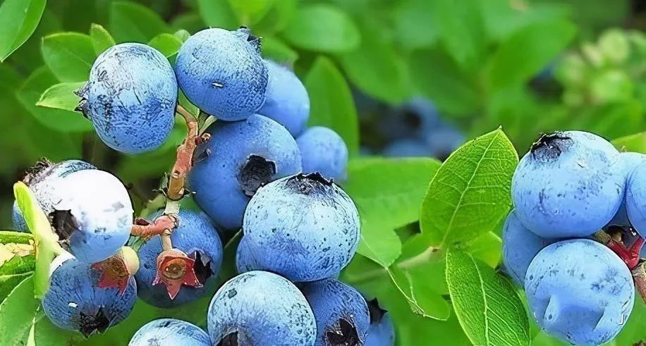 Characteristics and fertilization techniques of blueberry