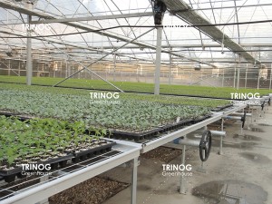 Διχτυωτό σύστημα πάγκων σπόρων θερμοκηπίου με σχέδιο OEM