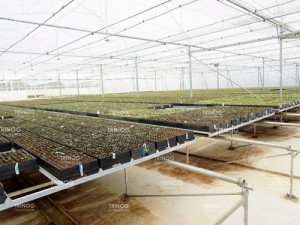 Sefate Propagation Greenhouse With Seedling Bench System