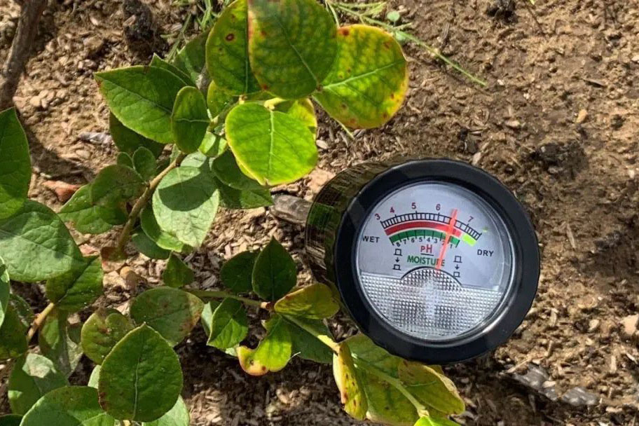 Effect of soil pH value on Blueberry & Improvement method of soil PH value in blueberry growing fields