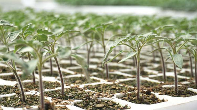 6 causes of uneven seedling emergence